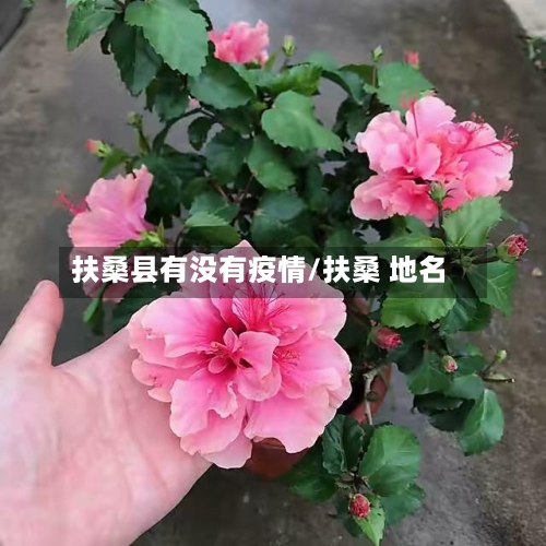 扶桑县有没有疫情/扶桑 地名-第2张图片