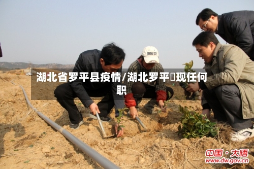 湖北省罗平县疫情/湖北罗平烺现任何职