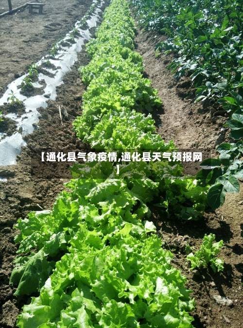 【通化县气象疫情,通化县天气预报网】